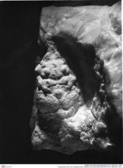 Historisches Foto von Crustacea indet. (NHMW-AFW-GEO-BACHMAYER-FOTO-1990-0041-3291)